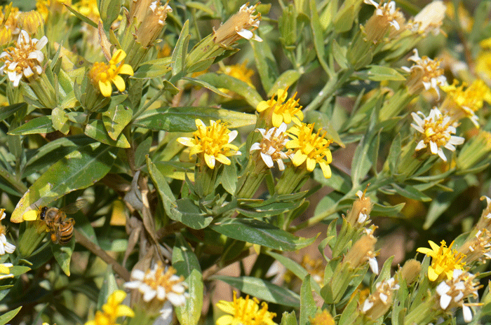 American Threefold floral “lips” turns whitish with age as shown in the photo. Trixis californica